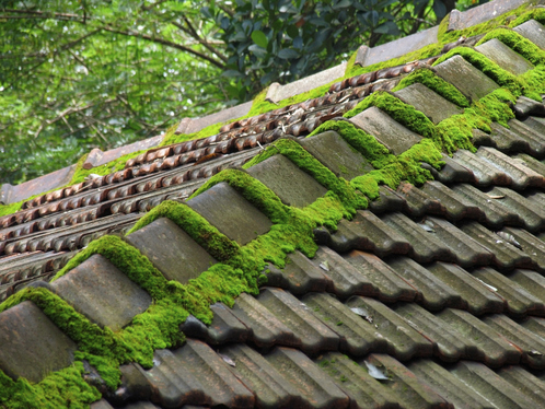 Démoussage de toiture à Herbault